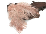 10 Pieces - 14-17" Champagne Ostrich Dyed Drab Large Body Feathers