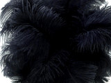 1/2 lb. - 14-17" Navy Blue Ostrich Large Body Drab Wholesale Feathers (Bulk)