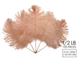 1/2 Lb - 12-16" Champagne Ostrich Tail Wholesale Fancy Feathers (Bulk)