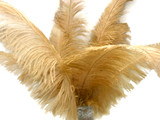 10 Pieces - 20-28" Antique Gold Ostrich Spads Large Wing Feathers