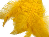 1/2 Lb - Golden Yellow Large Ostrich Spads Wholesale Feathers 20-28" (Bulk)