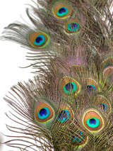 10 Pieces - 6-8" Small Eye Natural Iridescent Green Peacock Tail Feathers