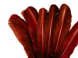 1/4 Lb - Wine Brown Turkey Tom Rounds Secondary Wing Quill Wholesale Feathers (Bulk)