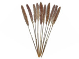 30 Pieces - 18-20" Natural Red Preserved Small Reed Pampas Grass Dried Botanical
