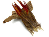 10 Pieces - 10-12" Natural Red Golden Pheasant Red Tip Loose Pointy Feathers