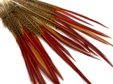 10 Pieces - 10-12" Natural Red Golden Pheasant Red Tip Loose Pointy Feathers