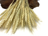 50 Pieces - 10-12" Natural Ivory Preserved Dried Botanical Wheat Grass