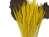 60 Pieces - 18-22" Dyed Yellow Thousand Grass Reed Preserved Dried Botanical 