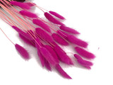 30 Pieces - 12-15" Hot Pink Bunny Tail Preserved Dried Botanical Grass Bouquet