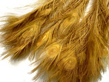 50 Pieces - 30-35" Dusty Gold Bleached & Dyed Peacock Tail Eye Wholesale Feathers (Bulk) 