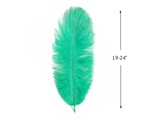 1/2 Lb. - 19-24" Aqua Green Ostrich Extra Long Drab Wholesale Feathers (Bulk)