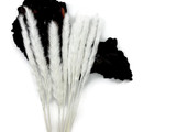 10 Pieces - 18-20" Bleached White Preserved Small Reed Pampas Grass Dried Botanical