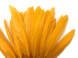 1/4 Lb. - Golden Yellow Dyed Duck Cochettes Loose Wing Quill Wholesale Feather (Bulk)