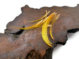 10 Pieces -  Mini 1-2" Natural Gold Golden Pheasant Tippet Crest Feather