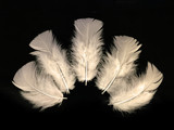 1 Pack - Ivory Dyed Turkey T-Base triangle Body Plumage Feathers 0.50 Oz.