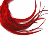 1 Dozen - Medium Solid Red Rooster Saddle Whiting Hair Extension Feathers