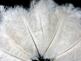 10 Pieces - 8-10" Bleached Off White Ostrich Dyed Drabs Feathers