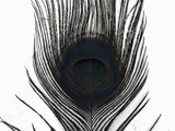 5 Pieces – Black Bleached & Dyed Peacock Tail Eye Feathers 10-12” Long