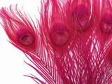 5 Pieces – Hot Pink Bleached & Dyed Peacock Tail Eye Feathers 10-12” Long 