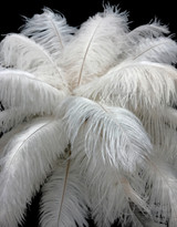 100 Pieces - 8-10" Bleached Off White Ostrich Drab Body Wholesale Feathers (Bulk)