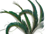 10 Pieces - 10-12" Natural Iridescent Green Peacock Swords Cut Feathers