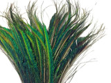 10 Pieces - 10-12" Natural Iridescent Green Peacock Swords Cut Feathers