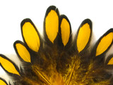 1 Dozen - Yellow Whiting Farms Laced Hen Saddle Feathers