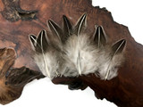 10 Pieces - Natural Black And White Jungle Cock Loose Feather