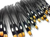 10 Pieces - Small Natural Gold Jungle Cock Eye Loose Feather