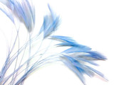 1 Dozen - Light Blue Stripped Rooster Neck Hackle Eyelash Feather