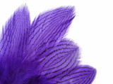 1 Dozen - Purple Silver Pheasant Feathers