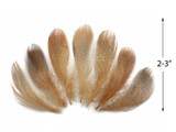 1 Dozen - Tan Mallard Duck Flank Plumage Feathers