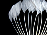 1 Piece - Bleached White Stripped Duck Cochette Center Fan Feather Pad