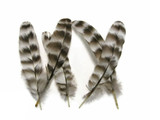 10 Pieces - Natural Barred Rock Hen Secondary Wing Quills Feather