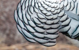 1 Dozen - Blue Lady Amherst Pheasant Tippet Feather
