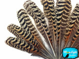 10 Pieces -  6-10" Natural Brown Barred Mottled Peacock Wing Quills Feathers