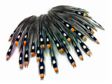 10 Pieces - Natural Gold Jungle Cock Big Eye Loose Feather