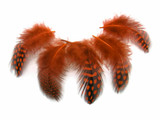 1 Pack - Orange Guinea Hen Polka Dot Plumage Feathers 0.10 Oz.