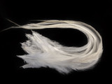 6 Pieces - XL Solid Ivory Thick Rooster Hair Extension Feathers