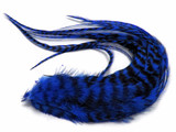 6 Pieces - XL Royal Blue Thick Long Grizzly Whiting Farm Rooster Saddle Hair Extension Feathers
