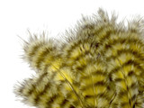 1 Dozen - Pale Yellow Grizzly Mini Rooster Chickabou Fluff Whiting Hair Feathers