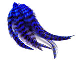 1 Dozen - Short Royal Blue Grizzly Whiting Farm Rooster Saddle Hair Extension Feathers