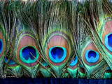 1 Yard - Peacock Eye Fringe / Trim Feathers