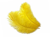 10 Pieces - 11-13" Yellow Bleached & Dyed Ostrich Drabs Body Feathers