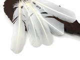 6 Pieces - White Turkey Rounds Secondary Wing Quill Feathers