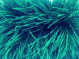 6 Inch Strip - Ocean Green Ostrich Fringe Trim Feather