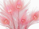 100 Pieces – Dusty Pink Bleached & Dyed Peacock Tail Eye Wholesale Feathers (Bulk) 10-12” Long 