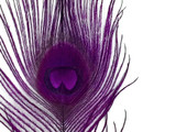 100 Pieces – Purple Bleached & Dyed Peacock Tail Eye Wholesale Feathers (Bulk) 10-12” Long 