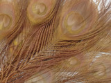 5 Pieces – Light Brown Bleached & Dyed Peacock Tail Eye Feathers 10-12” Long 