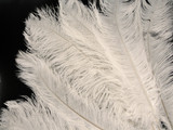 10 Pieces - 6-8" Off White Ostrich Dyed Drabs Body Feathers